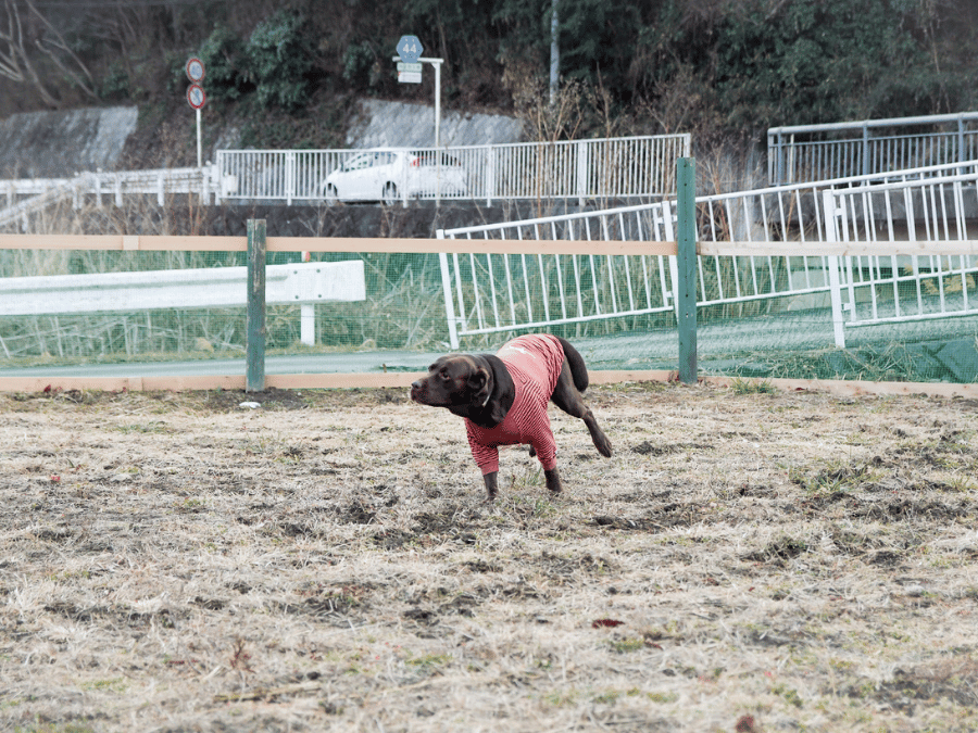 ドッグラン施設にいる黒い犬