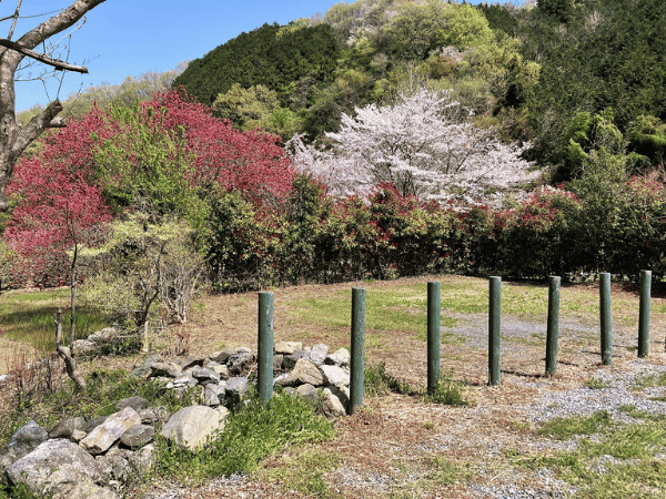 桜の木